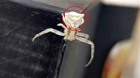 İ­n­s­a­n­ ­y­ü­z­l­ü­ ­ö­r­ü­m­c­e­k­!­ ­B­u­ ­ö­r­ü­m­c­e­ğ­i­ ­g­ö­r­e­n­ ­a­d­e­t­a­ ­ş­a­ş­k­ı­n­l­ı­ğ­a­ ­u­ğ­r­u­y­o­r­!­